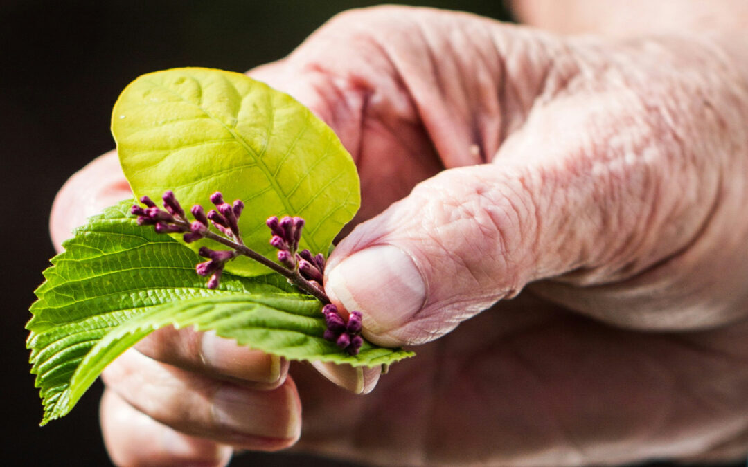 La mano di una persona anziana che tiene in fiore.